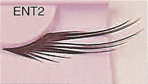 BENT2 Glamorous Lashes